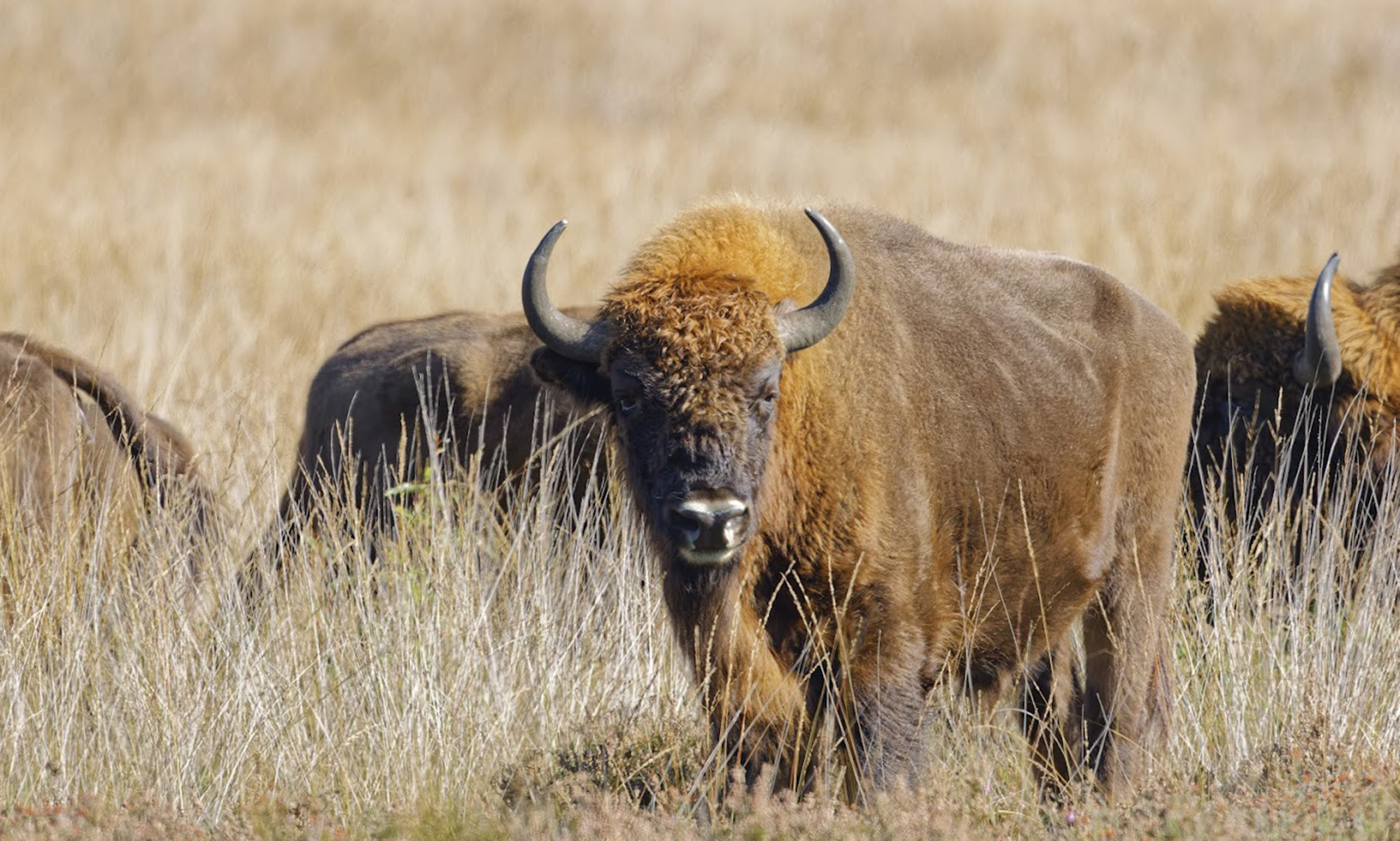 Grazers