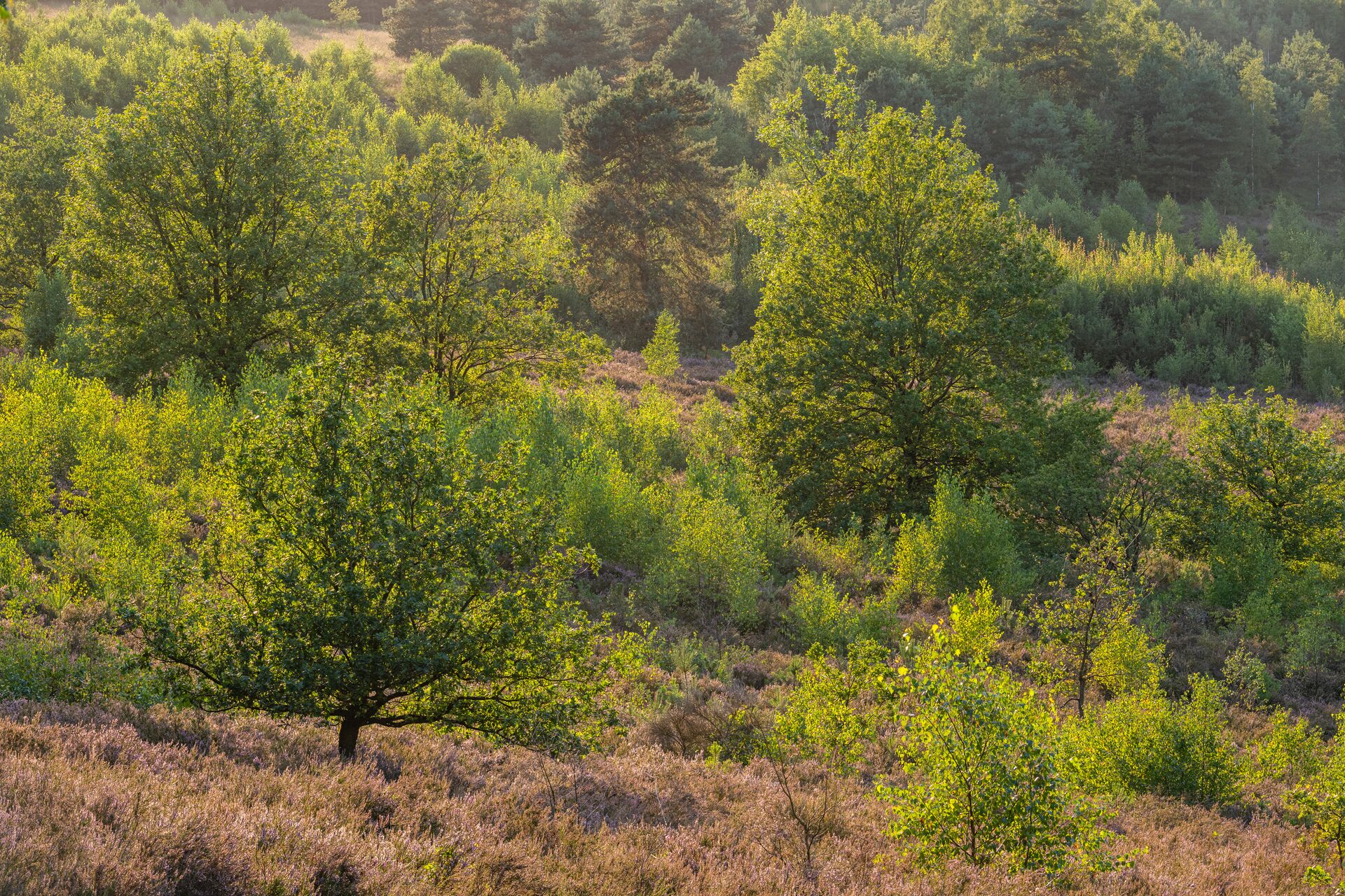 Landschapsbeeld