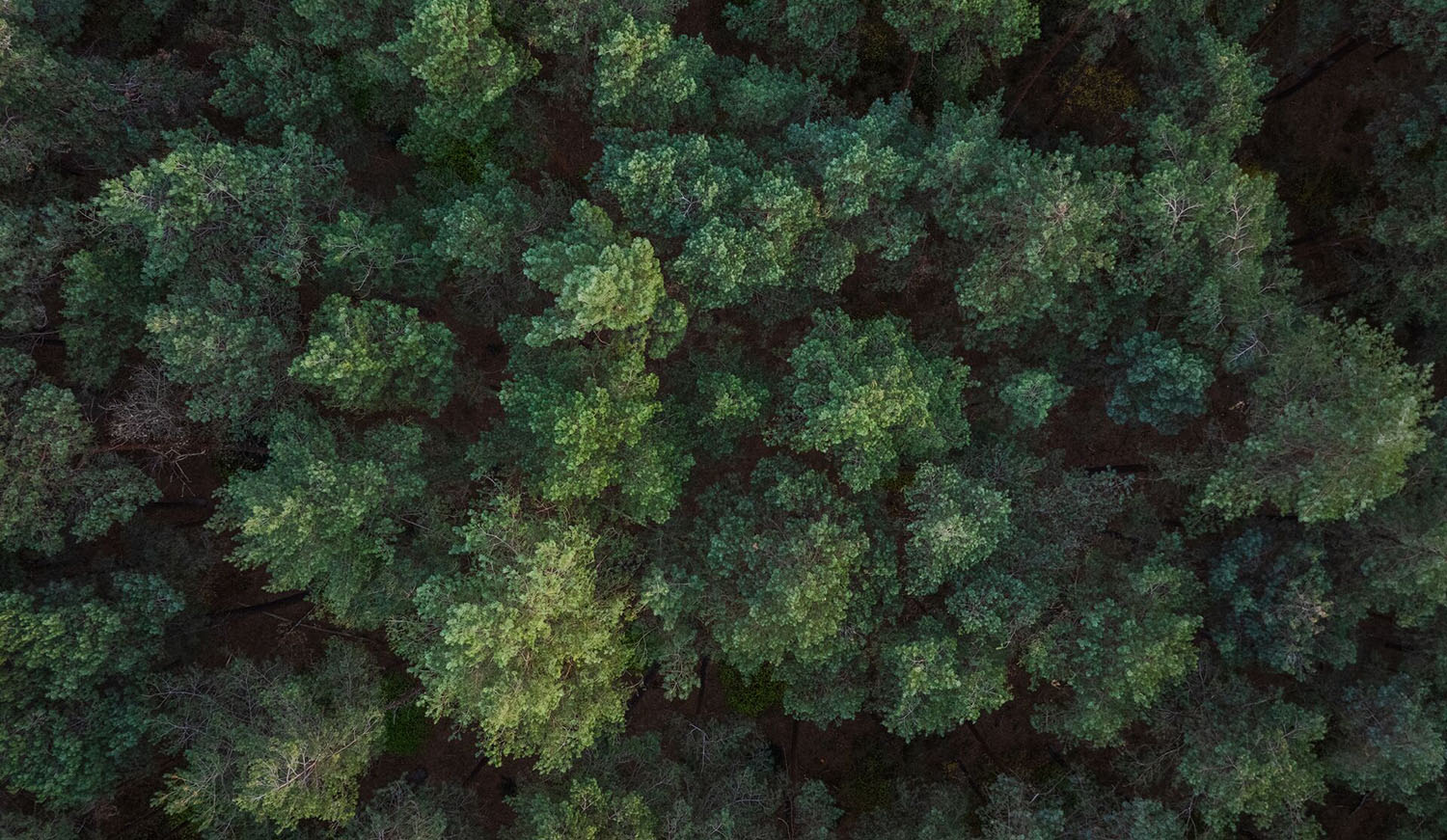 Luchtfoto bosland