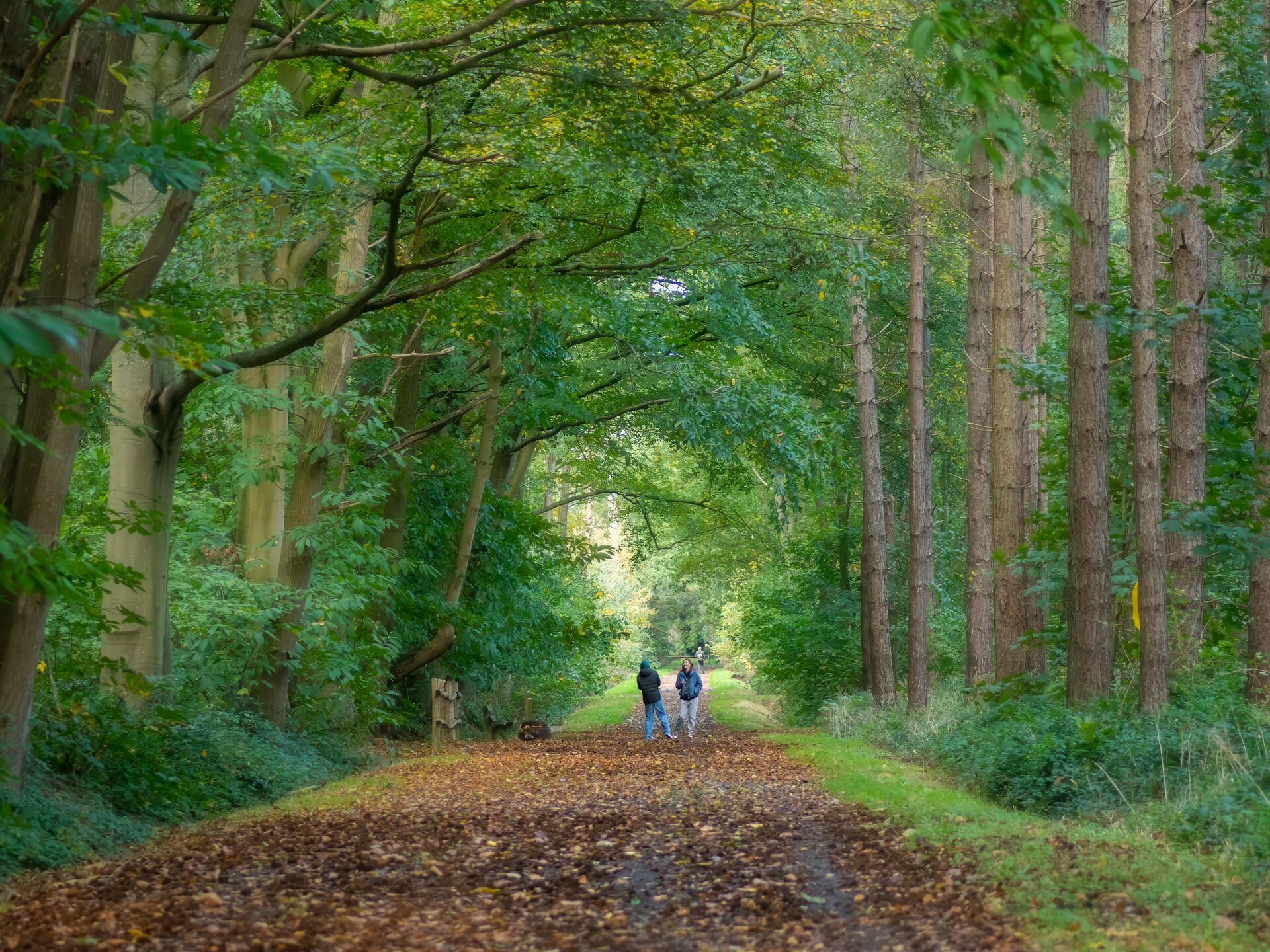 Koekelarebos