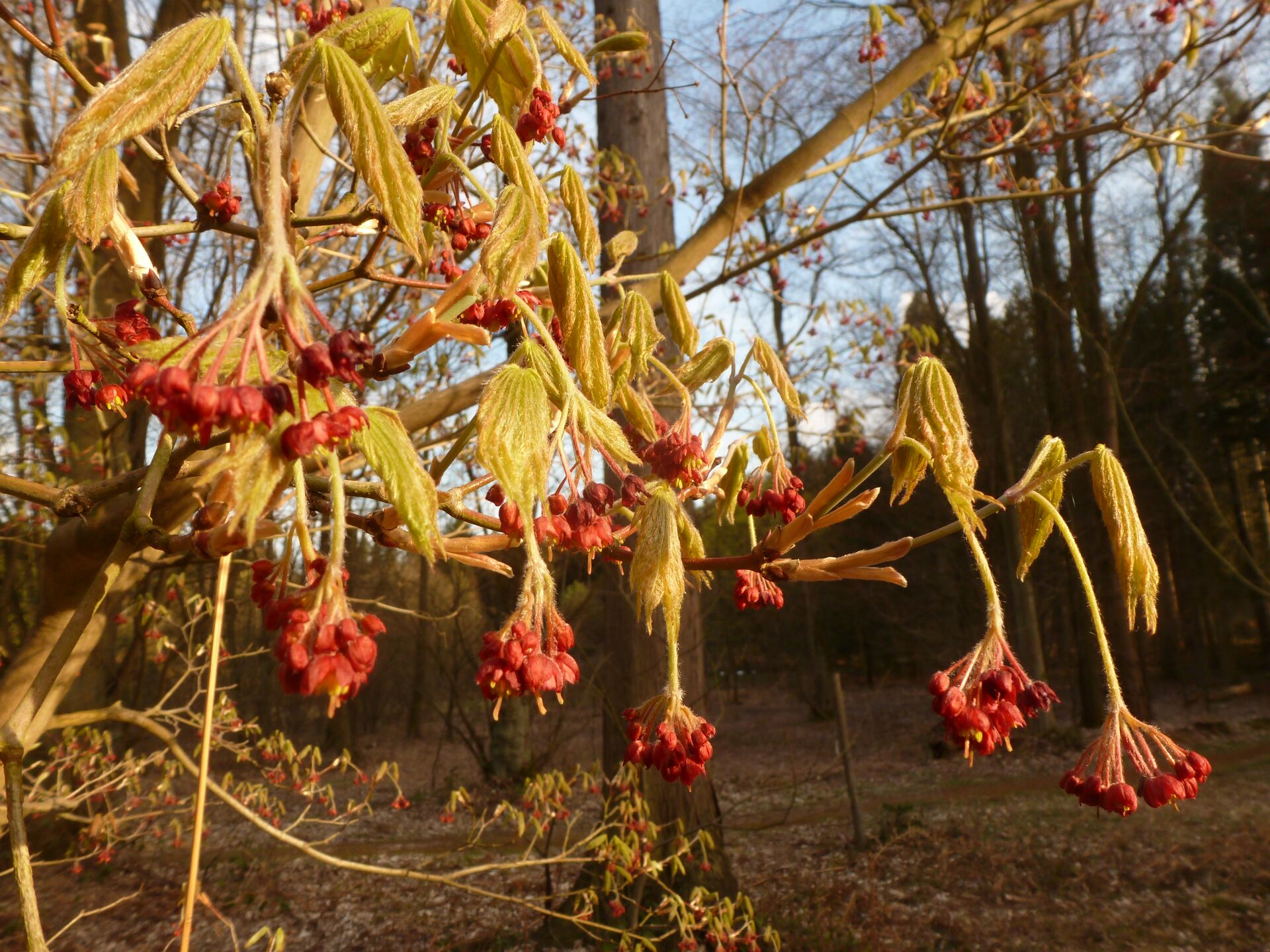 acer japonicum
