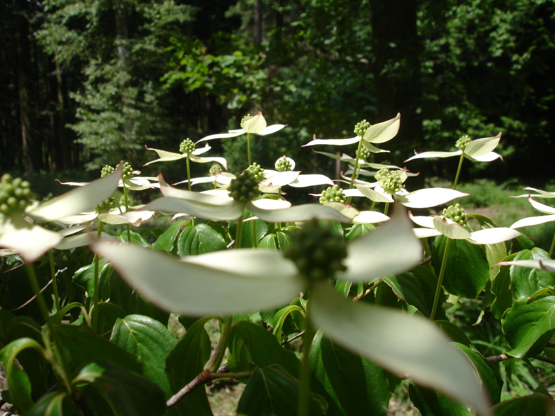 cornus kousa