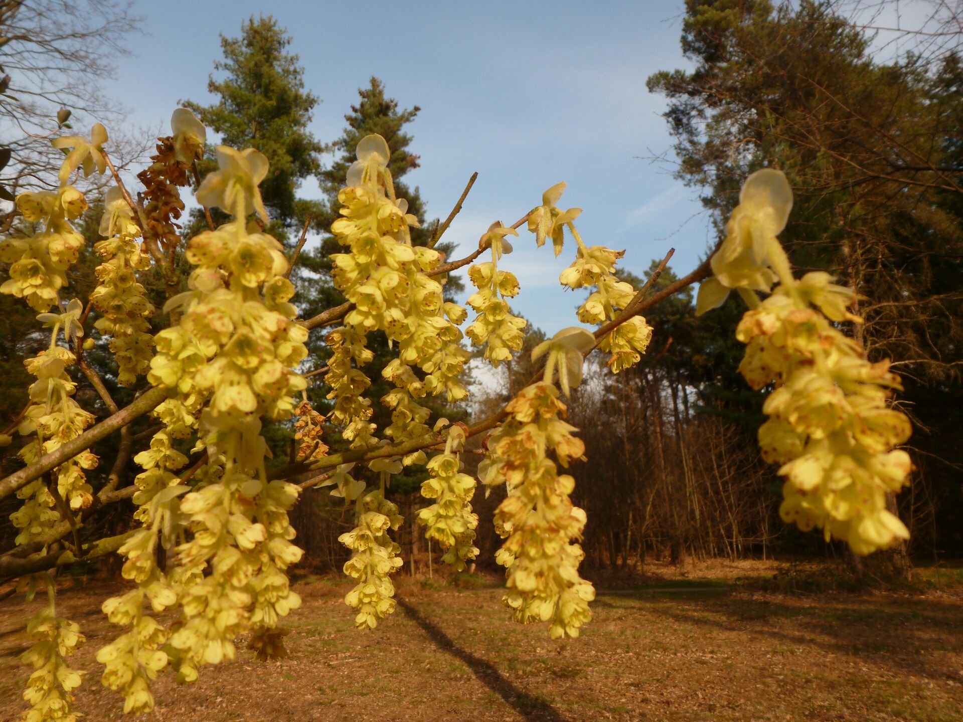 corylopsis glabrescens