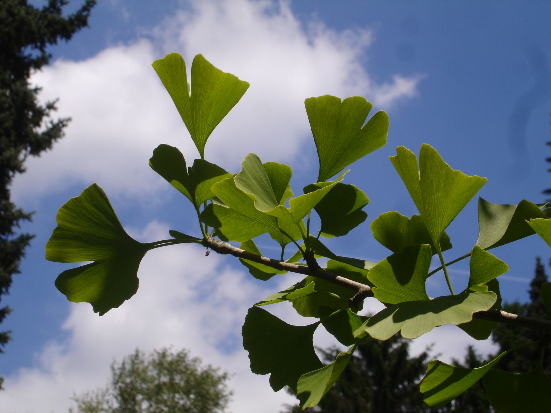 biloba