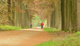 Fietsers in het bos