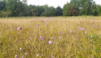 Grasland met blauwe knoop
