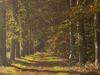 invallend licht Wijnendalebos