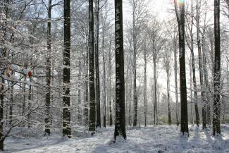 sneeuw in Zoniën