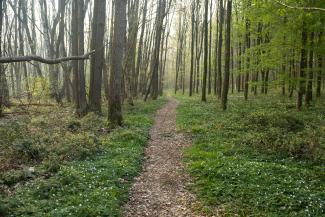 bosbeeld diameterverdeling in Raspaillebos