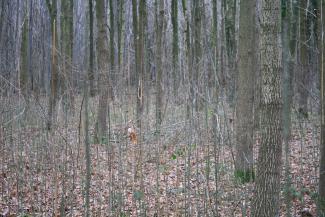 natuurlijke verjonging van es onder jonge eiken