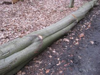 rimpelgroei en graaigroei bij beuk