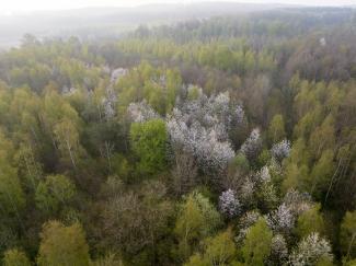 Luchtbeeld Raspaillebos