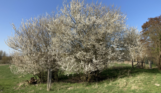 Bloesems