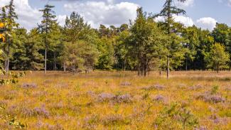 Heide